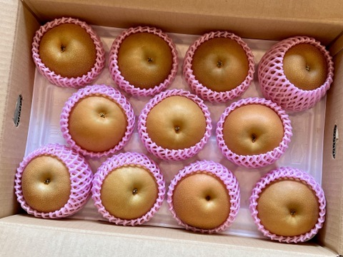 昨年大好評！『清流球磨梨』あきづき　約5kg(5〜14個入り)