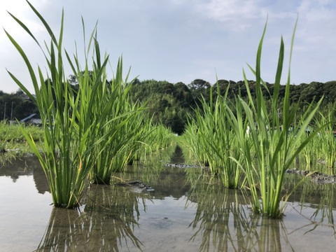【新米】令和7年度産「静岡県産コシヒカリ」白米 はざかけ天日干し ご家庭用4.5kg（栽培期間中農薬不使用・無施肥）