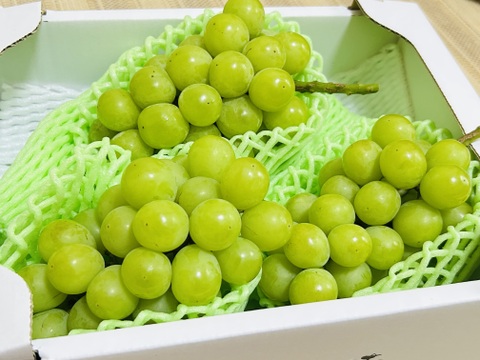 ★太陽の塔@★ シャインマスカット 早朝の太陽☀️の光を浴びた黄色いシャインマスカット ※今年は