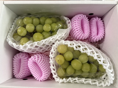 限定追加100箱【訳あり品 大ボリューム】化学肥料・除草剤不使用 山形県産 シャインマスカット 約800g～1.2kg以上　SHAW02-02