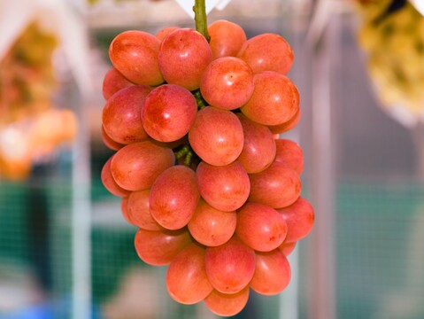 クイーンルージュ®1房/750g