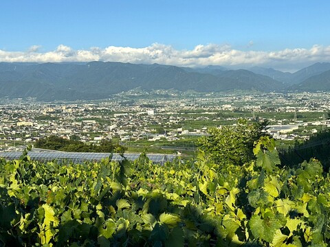 高級品種！大粒『藤稔』1kg以上　2房〜4房