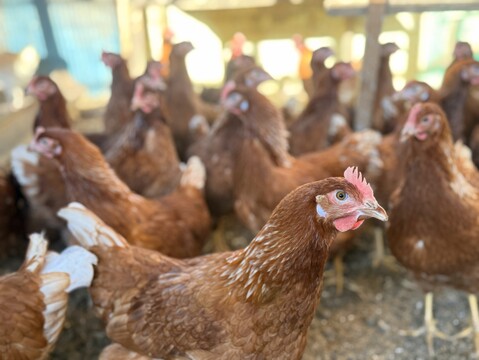 【限定15食】採れたて新鮮！令和7年新米5kg+平飼い卵10個