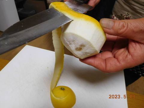 🍊伊豆ﾆｭｰｻﾏｰｵﾚﾝｼﾞほか「初夏の味覚/お楽しみ柑橘５種セット」　ご家庭で・ご贈答に/正味4.5㎏