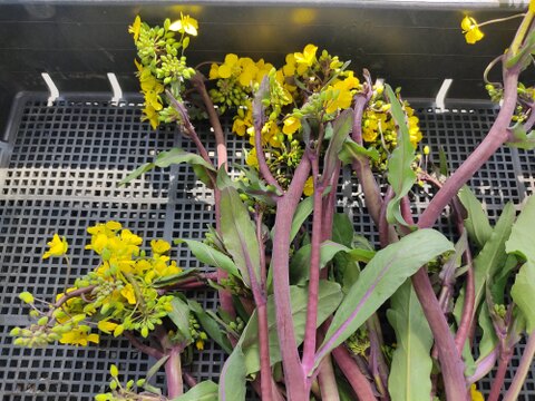 ✨【春限定】甘くてシャキッ！農薬・化成肥料不使用の紅菜苔（こうさいたい）✨😊