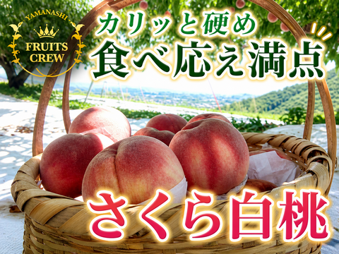 【桜色に輝く高糖度さくら白桃】本場山梨の品種指定キャンペーン🍑カリッと締まる新食感☆ギフトにも最適✨お試し約1㎏🍑8月中旬～発送🍑