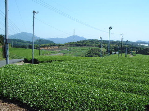 【SORA】二代目川添果樹園のジャンボ新高梨