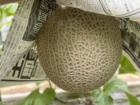 【味に自信あり】栽培歴45年の農家がつくる濃厚マスクメロン（1.6kg×1玉)