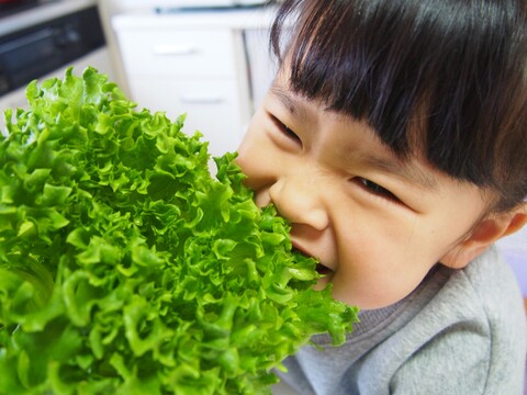 シャキふわレタス14袋セット【2種　食べ比べ】