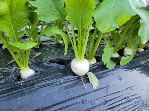 焼くととろける食感に！『おおとろ蕪』15個