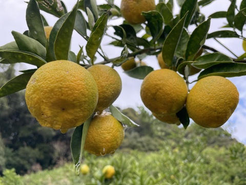 木なり完熟すだち(自然栽培)2㎏箱詰-農薬不使用・無肥料・無除草剤