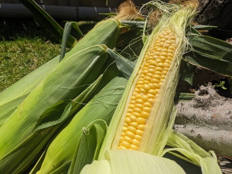 🎊TBS大泉サンド出演記念キャンペーン🎊多くの声により遂に解禁！寛永鶴見ブランドオールスター野菜BOXお得な詰め合わせセット！高級志向のあなたへ贈る特別な野菜ボックスお試し約1kg