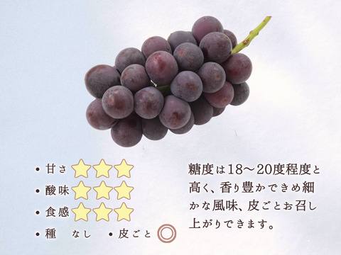 種無し巨峰1.0～1.2kg【信州長野県産】※2025年先行予約※ 9月下旬より発送開始