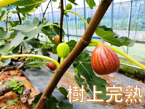 【樹上完熟いちじく！食べ比べ】 バナーネ・桝井ドーフィン１２個（農薬不使用）