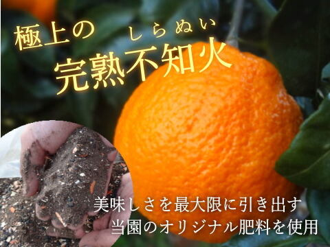 【500円値下げ中★極上の食べ比べ】🏆みかん柑橘グランプリ2026最高金賞含む最多４部門受賞の「木熟せとか」＆店長イチ押しの高糖度しらぬい「甘熟デコ」サイズ混合　お試し品　約5kg【415-5k】