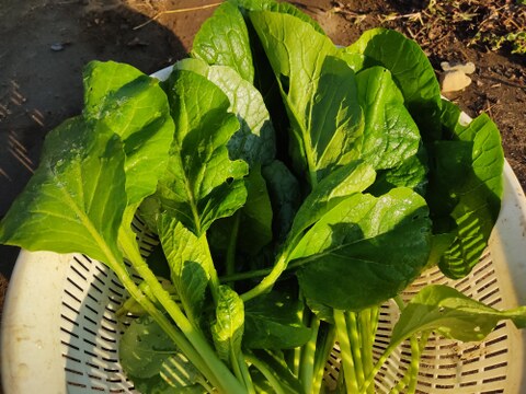 ✨【福袋】レアベジ・カボチャ含むお野菜セット（農薬・化成肥料不使用）おまけ付✨