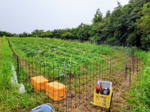 絹の様な滑らかさ！サツマイモ「シルクスイート」1.5kg
