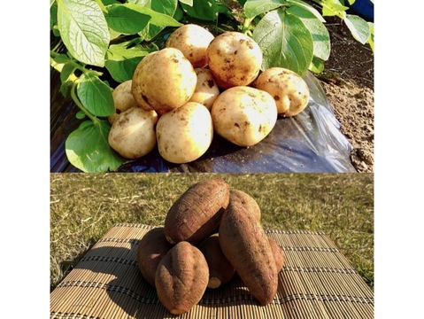 【期間限定】種子島産 新じゃが(S・M・L)＆熟成安納芋(Lサイズ)｜合計 3kg 旬の味わいセット🍠🥔