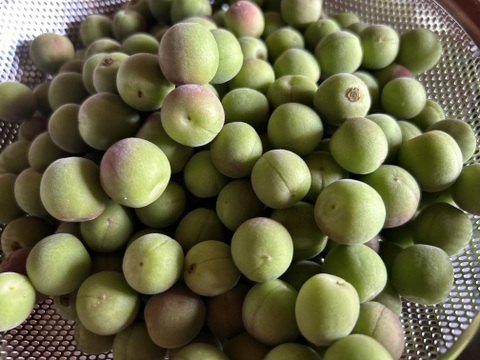 【梅干し用・梅シロップなどに！】自然栽培の小梅　2kg