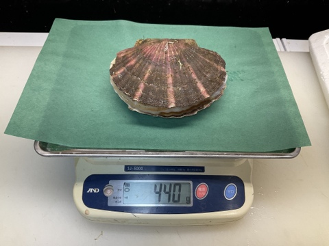 【特大のその上】活ホタテ/殻付き/1個400~500g前後/4枚セット【生】