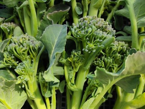 ✨農薬・化成肥料不使用の新鮮スティックセニョール（茎ブロッコリー）約1.3kg✨😊