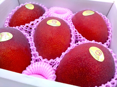 【順次発送中】県知事賞受賞 サンライズファームのマンゴー 【秀品】【2kg】