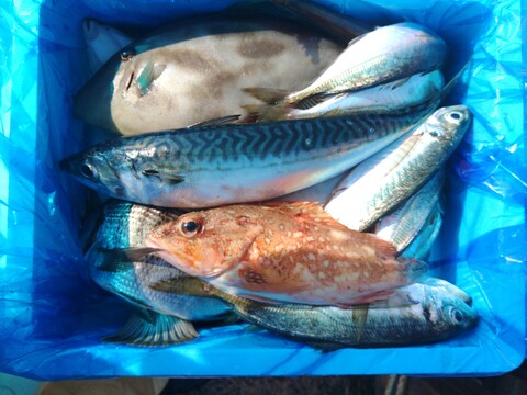 箱いっぱい！深浦の天然鮮魚セット（80サイズ）【母の日ギフト】などにもどうぞ！