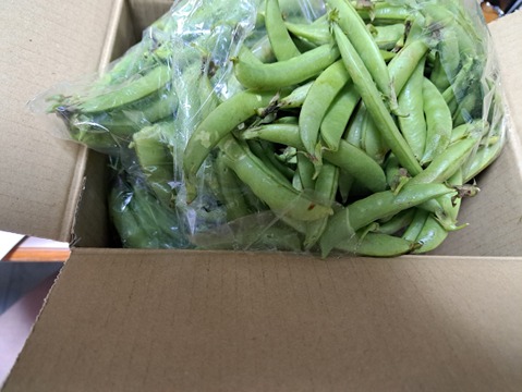 農薬一切不使用　スナップエンドウ箱込　2Kg
