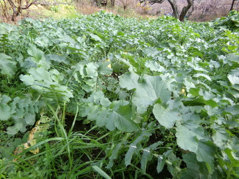 【 三太郎大根 5本 】