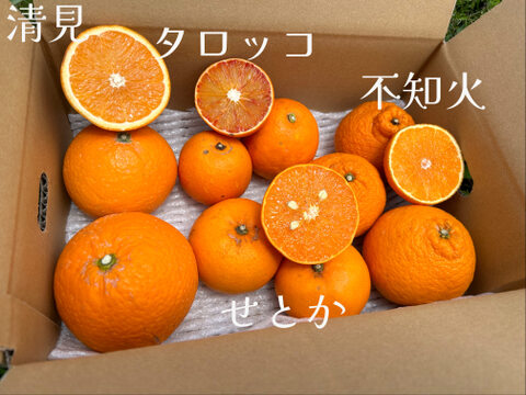 春の柑橘セット　長崎県雲仙市産