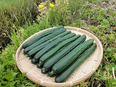 朝採りシャキッとパリッとキュウリ　鮮度抜群！24本/約2kg