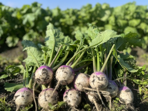 【京都府産】旬のこだわり野菜セット　Sサイズ（５品）