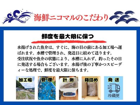 【24.8.2倉庫入れ】おさかなセット 2キロ 朝どれ鮮魚 詰め合わせ