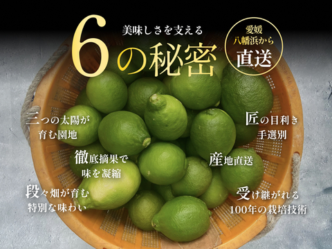 皮まで食べられる】グリーンレモン 3kg（愛媛県産・ご家庭用）｜防腐剤