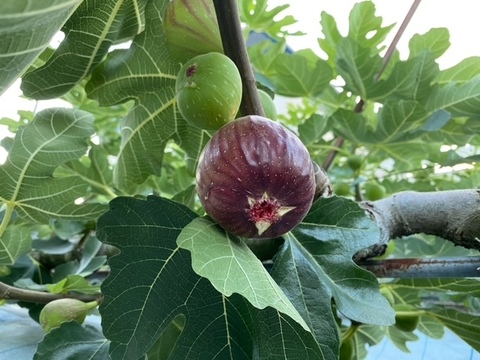 とっても便利！冷凍いちじく 果肉のみ 500g×6袋 合わせて3㎏