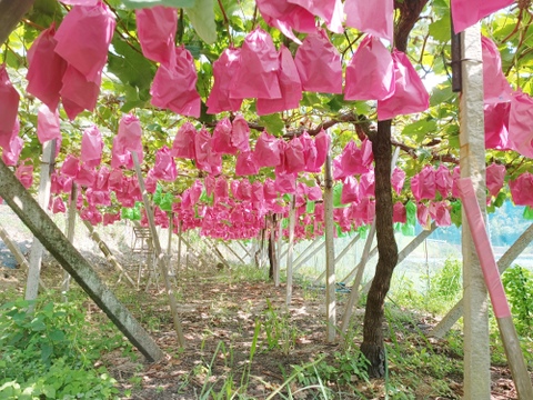 完熟！黄金シャインマスカット1kg粒(500g×2パック)