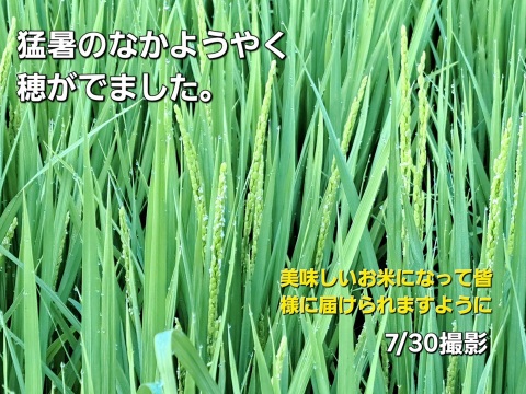 【新米・数量限定 即発送】令和7年産 新潟・とちお産コシヒカリ
農家直送！山の湧水で育った自慢の精米5kg（送料相当値引き中／箱込み総重量）