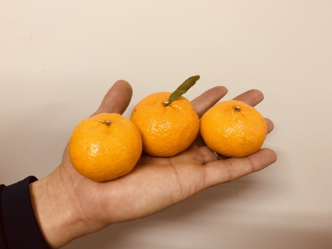 鹿児島県産「ポンカンと小みかんのセット」箱込み2kg