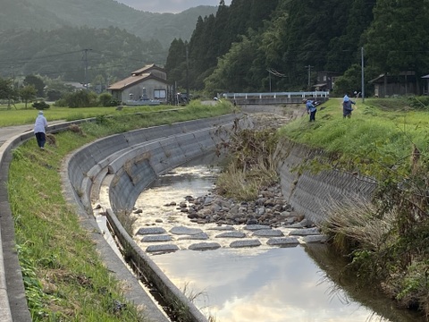 令和７年9月に刈り取りました新米☆☆いのちの壱(超大粒)☆酵素散布米いのちの壱 玄米5キロ精米無量