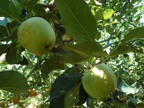 《予約受付》　金星　5kg（12個～18個）青森県産りんご　家庭用