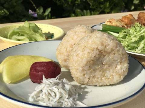 コシヒカリ未検査玄米５㎏《お急ぎ対応可》 小松島市生物多様性農業推進協議認証　『いのちはぐくむ田んぼ米』　令和7年産コシヒカリ特別栽培米　栽培期間中化学肥料・農薬不使用