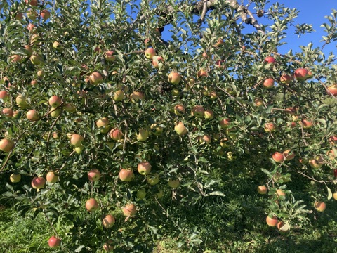 県外のスーパーなどに並ばない冬獲り完熟りんご‼︎今年も完熟の証【いぼりりんご】が仕上がりました◎青森県産蜜入り葉取らずサンふじ３キロ　大玉中玉8個〜11個