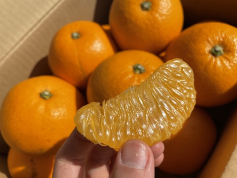 大崎上島産　離島の「紅八朔」　5kg シャリっとプチっ！ジュワッ！ほろ苦さと爽やかな香り！旬の柑橘をご自宅で！！