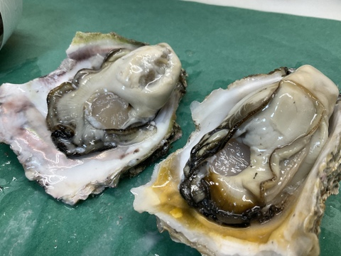 【夏の御馳走】夏輝になれませんでした/鳥取沖産/天然岩牡蠣/中サイズ/10個【生】