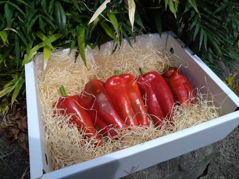 🫑野菜嫌いが吹っ飛ぶ🫑『下剋上ピーマン』400年土壌の栄養を最大限享受したブランドピーマン💡寛永鶴見ブランド1kgお試しキャンペーン💪2026年度予約☘️