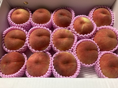 🍑桃の王様　川中島白桃　約5kg　13～20玉　【ASIAGAP認証農場：津軽農園】8月下旬　採れたて農家直送【朝どれ】