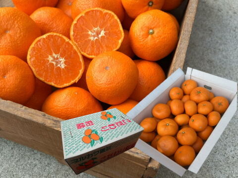 濃甘っ！黄金熟成で晩生品種のみかん本来の甘さや旨さを最大限に！食べるみかんジュース！これぞ！まさにトップ・オブ・ザ・みかん！超熟みかん「熟太郎（じゅくたろう）」　お試し品　サイズ混合　５kg【818】