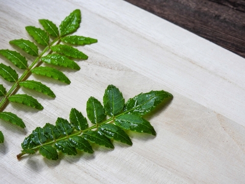 【食の世界遺産🎖️】木の芽10g 有馬の葉山椒🌿 山椒の葉 有馬温泉の麓よりお届け♨️ 兵庫県有馬特産 希少な有馬の山椒🌟 しゃぶしゃぶにも👍 栽培期間中農薬不使用《クール便・4月中旬頃〜発送🚛³₃》