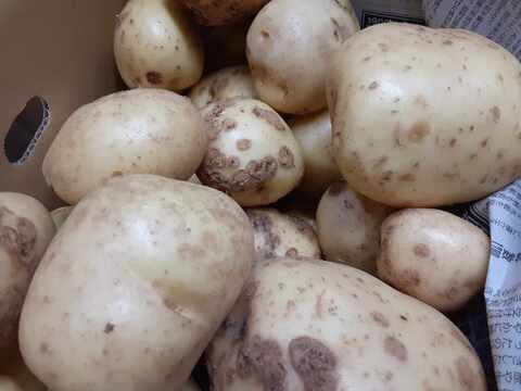 ニシユタカ＆紅はるか　2025年産　訳あり　たっぷり6ｋｇずつの12ｋｇ入り！　貯蔵して超絶美味しい！　有機JAS　いもいもセット　そのやま農園