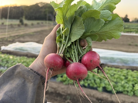 採れたて！旬の野菜セットS